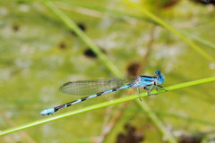 Argia leonorae