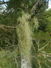 Usnea baileyi