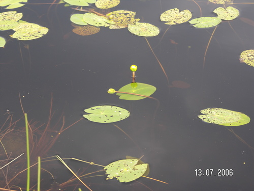 Nuphar pumila iNat (3)