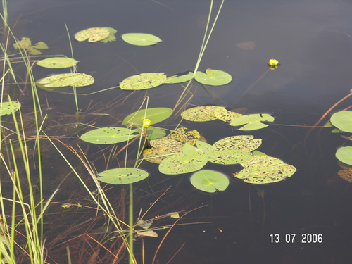 Nuphar pumila