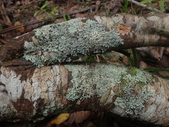 Heterodermia appendiculata