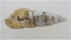 Paropeas achatinaceum