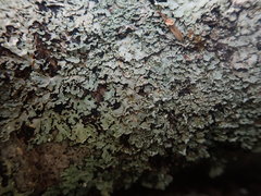 Heterodermia appendiculata