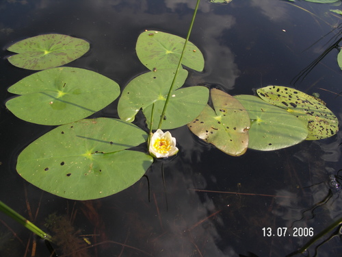 Image of Nymphaea tetragona by (c) Oleg Kosterin, some rights reserved (CC BY)