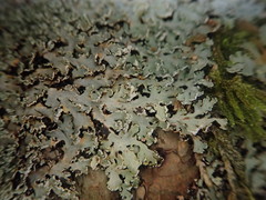 Heterodermia appendiculata