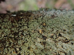 Heterodermia appendiculata