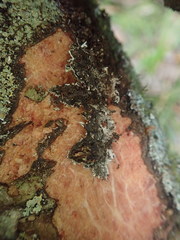 Heterodermia appendiculata