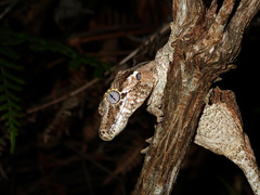 Rhacodactylus auriculatus