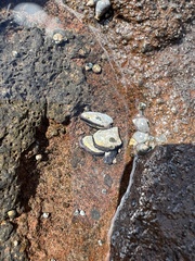 Isognomon californicus