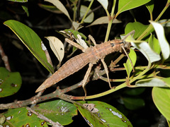Eurycanthini