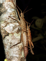 Eurycanthini