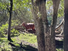 Tragelaphus