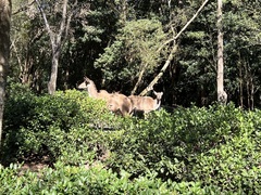 Tragelaphus