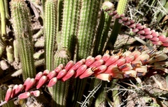 Aloe globuligemma