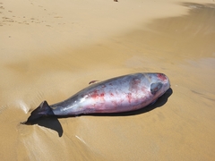 Kogia breviceps