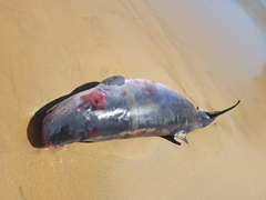 Kogia breviceps