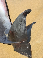 Kogia breviceps