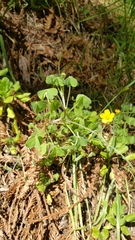 Oxalis pilosa
