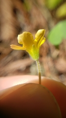 Oxalis pilosa