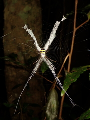 Argiope caledonia
