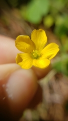 Oxalis pilosa