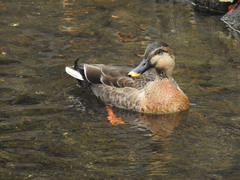 Anas platyrhynchos × zonorhyncha