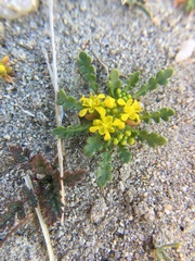 Lepidium flavum