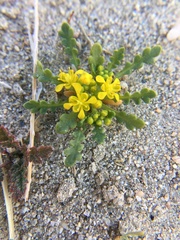 Lepidium flavum