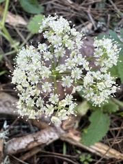 Ligusticum apiifolium