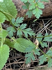 Ligusticum apiifolium