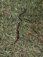 Pseudoficimia frontalis