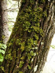 Dendriscosticta gelida