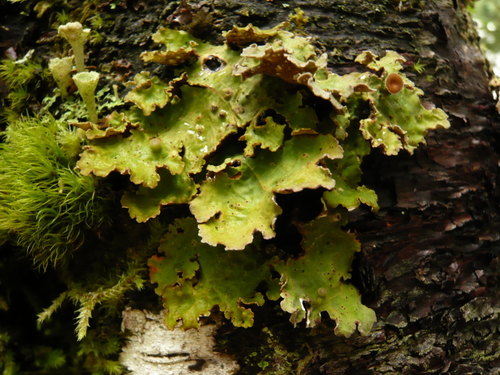 Dendriscosticta gelida