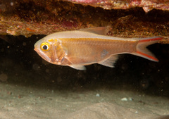Optivus agastos