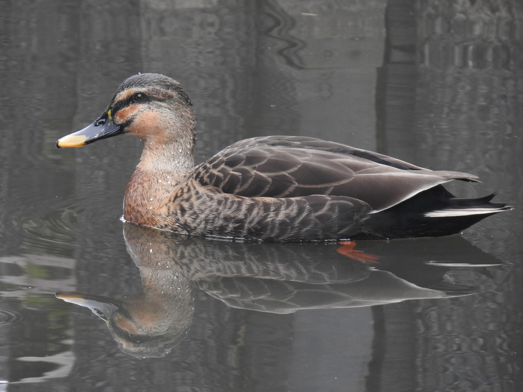 Mallard × Eastern Spot-billed Duck