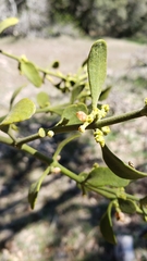 Phoradendron leucarpum tomentosum