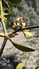 Phoradendron leucarpum tomentosum