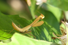 Hierodula pistillinota