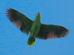Amazona autumnalis autumnalis