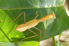 Hierodula pistillinota