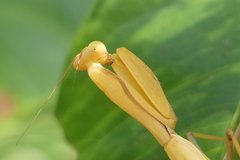 Hierodula pistillinota