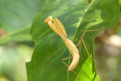 Hierodula pistillinota