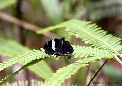 Notocrypta paralysos varians