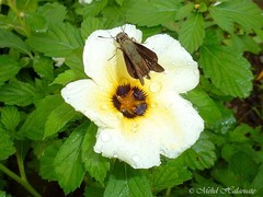 Pelopidas assamensis