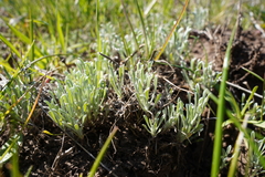 Hesperevax caulescens