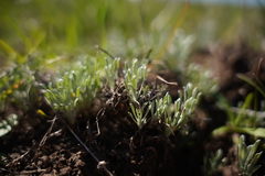 Hesperevax caulescens