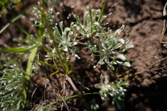 Hesperevax caulescens