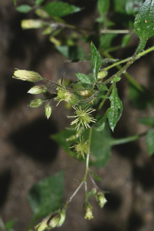 Alomia