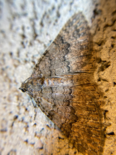 iNaturalist observation photo of Archirhoe