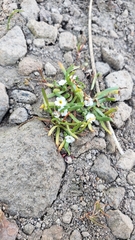 Plagiobothrys stipitatus micranthus